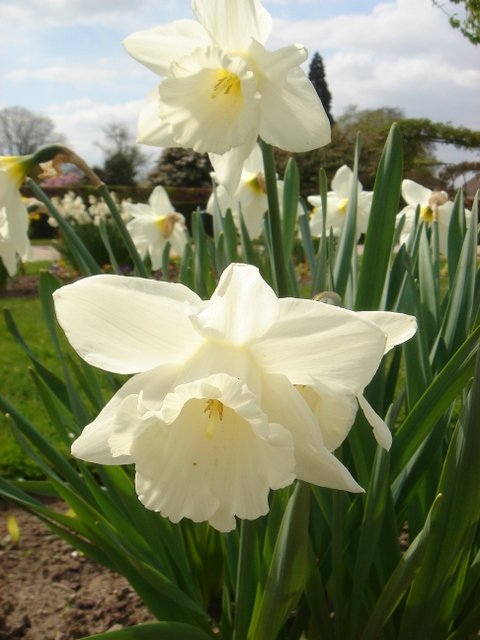 Narcissus trompette 'Mount Hood' PB 8